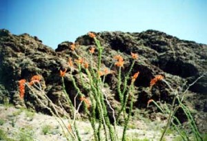 flowers&rocks