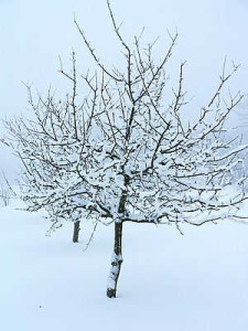 winter-tree.jpg