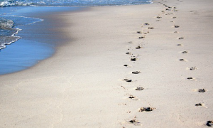 prints in the sand