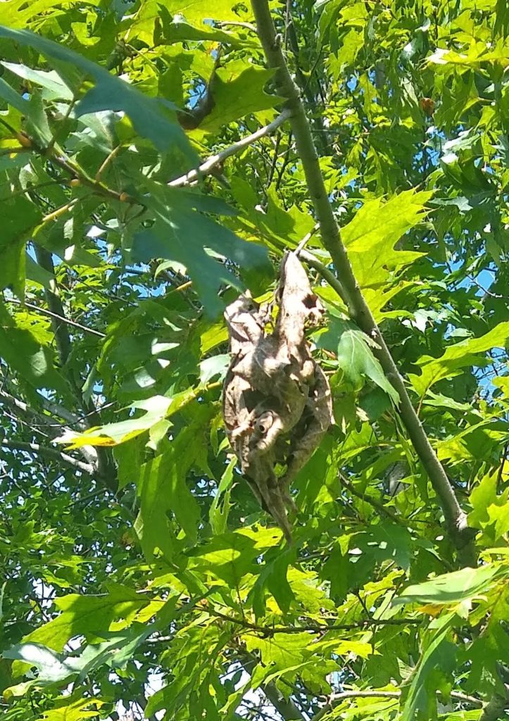 hanging dead leaves