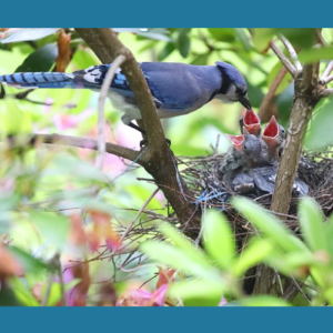 feeding birds