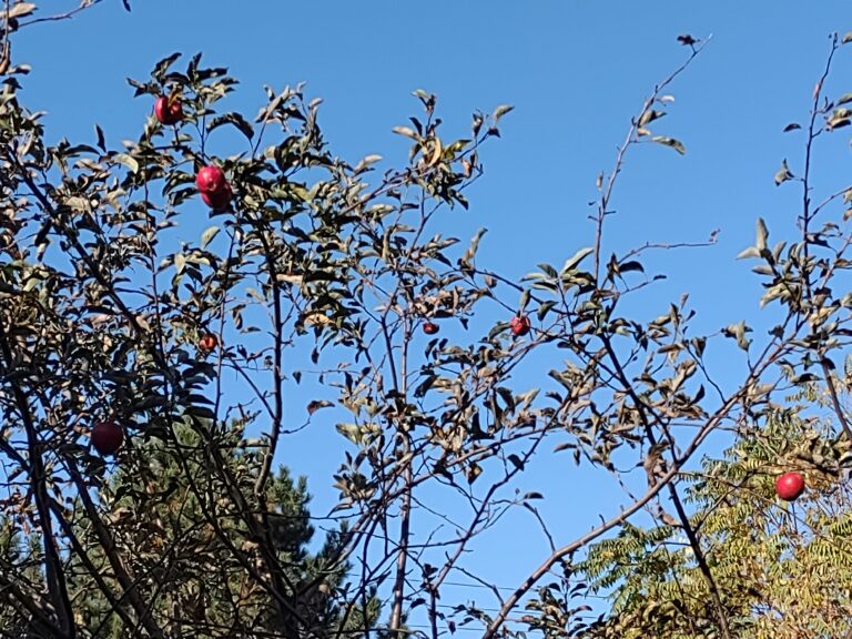 Remaining November apples on tree