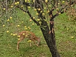 deer eating apples under the tree