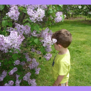 little boy smelling lilacs