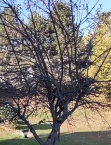 Squirrel in apple tree